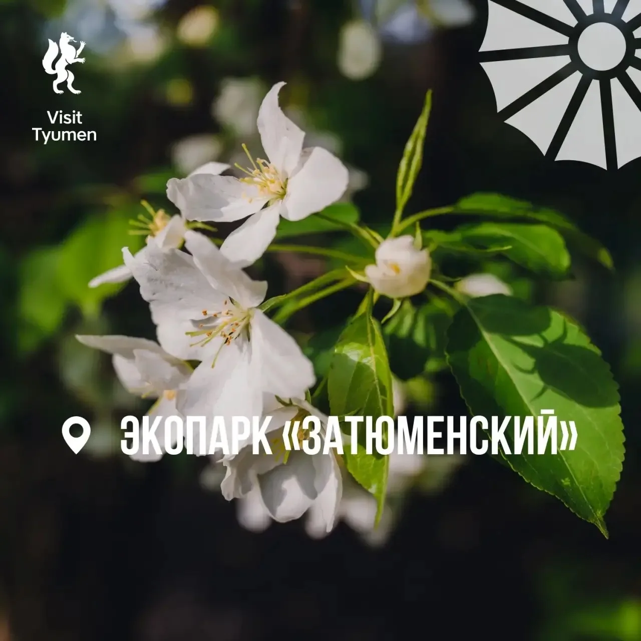 🌸 Хотим утопать в цветах!  На деревьях уже созревают цветы, а мы давно созрели для весенних фотосесс