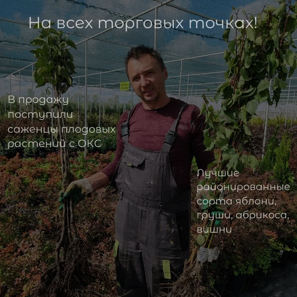 САЖЕНЦЫ С ОТКРЫТОЙ КОРНЕВОЙ СИСТЕМОЙ — УЖЕ В ПРОДАЖЕ!
