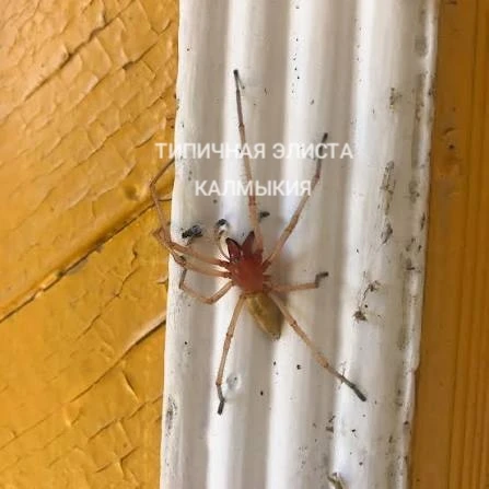 🕷 Врачи спасли девушку, которую укусил ядовитый паук