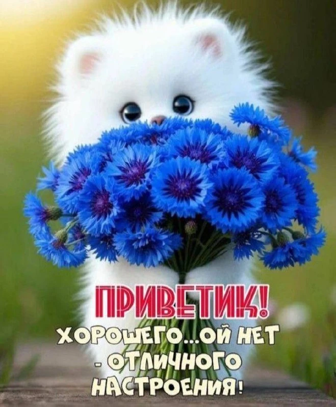 @pozdraf