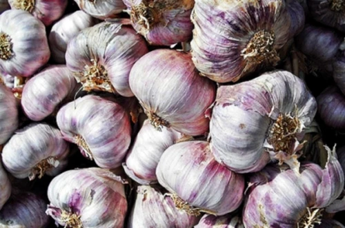 Сбор заказов Чеснок 27. Грибовский озимый.