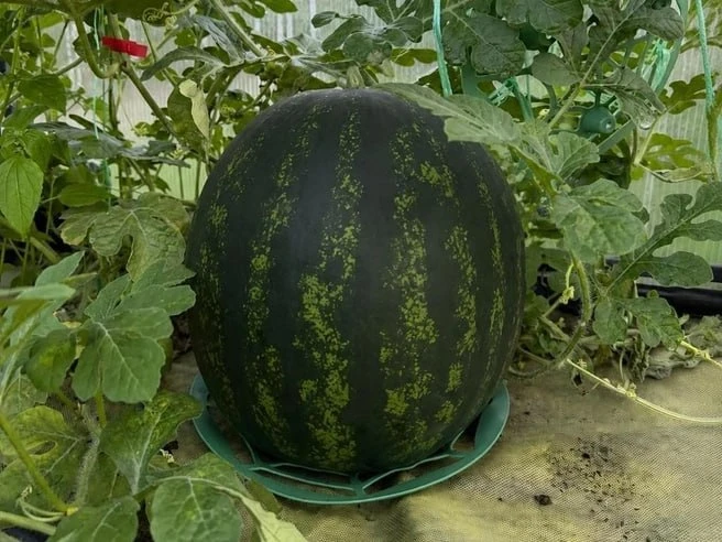 🍉 Пенсионерка вырастила 18-килограммовый арбуз с помощью ИИ