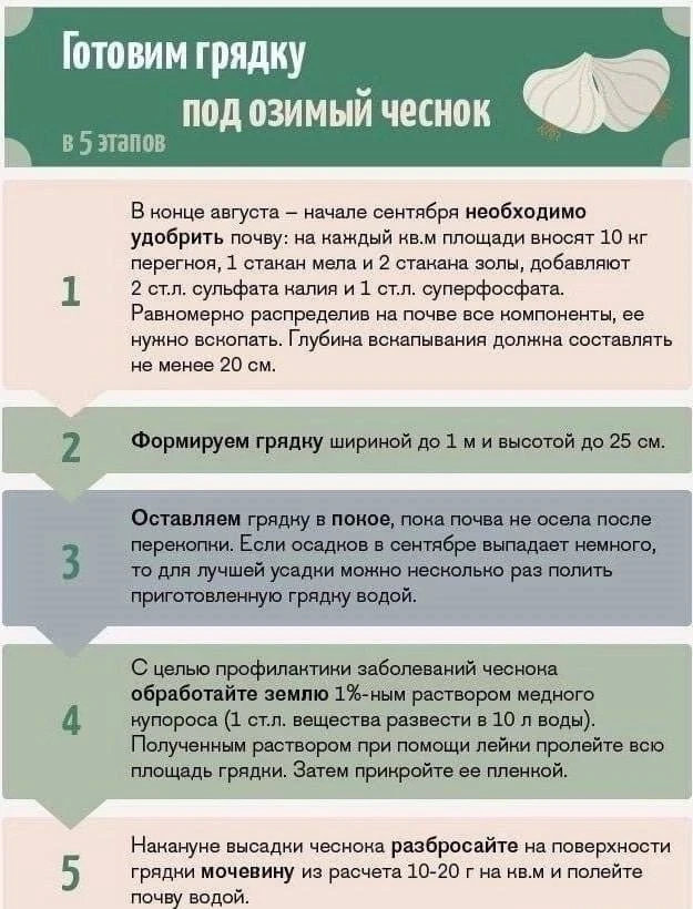 🧄 Удобная шпаргалка о том, как правильно подготовить грядку под озимый чеснок
