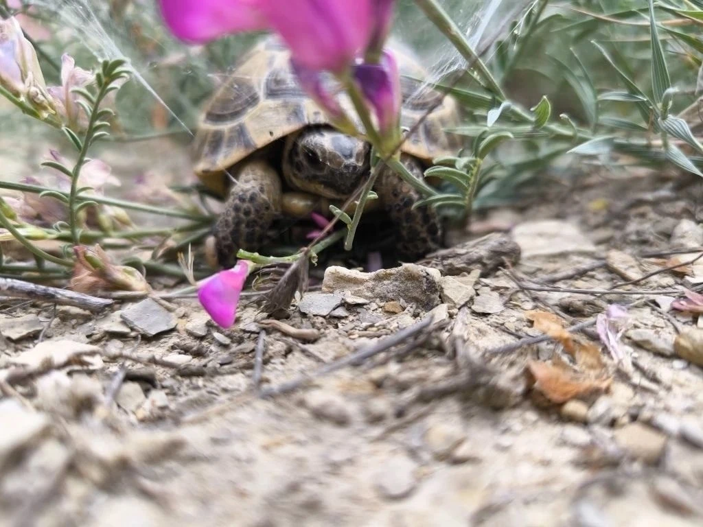 РЕДКАЯ🐢 НАХОДКА В ЗАКАЗНИКЕ  «БОЛЬШОЙ УТРИШ» (АНАПА)

Черепаха Никольского – это сухопутная черепах