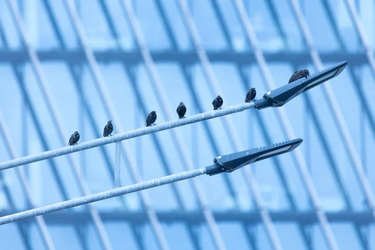 🐦Осенний бал скворцов