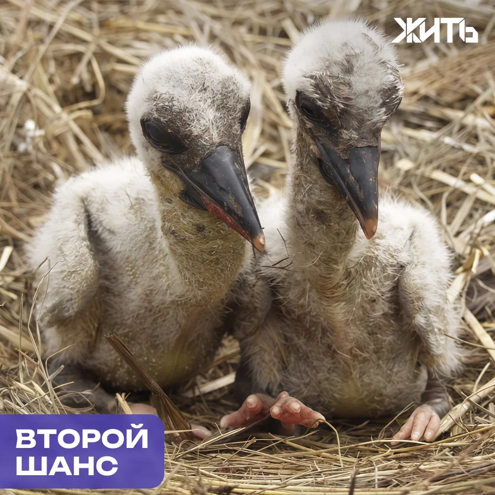 В Калужской области удалось спасти двух детёнышей аистов, которых родители выбросили из гнезда. Осла