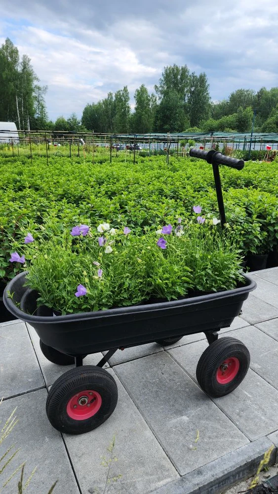 Колокольчик карпатский легко вырастить из семян 🌱  Самое важное! Семена мелкие, поэтому сеем поверхн