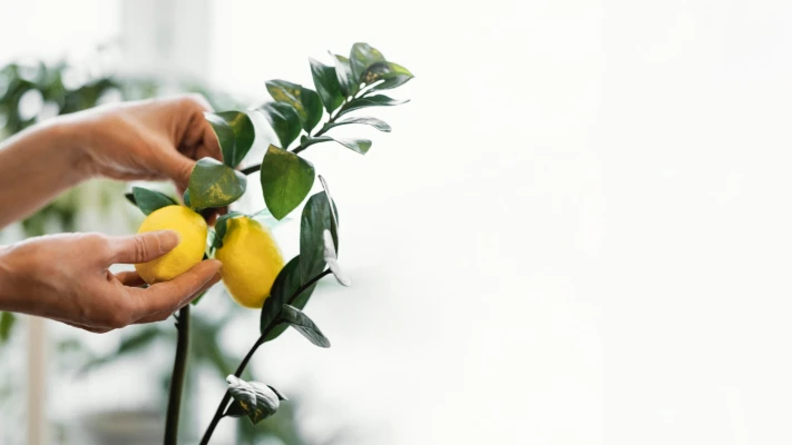 Лимон дома: как вырастить плодоносящее дерево 🍋