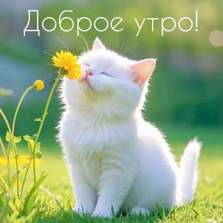 🌿💛🌿💛🌿💛🌿💛🌿💛

Начинайте жизнь с утра
Обязательно с добра!
Добрых слов и добрых взглядов,
Доб