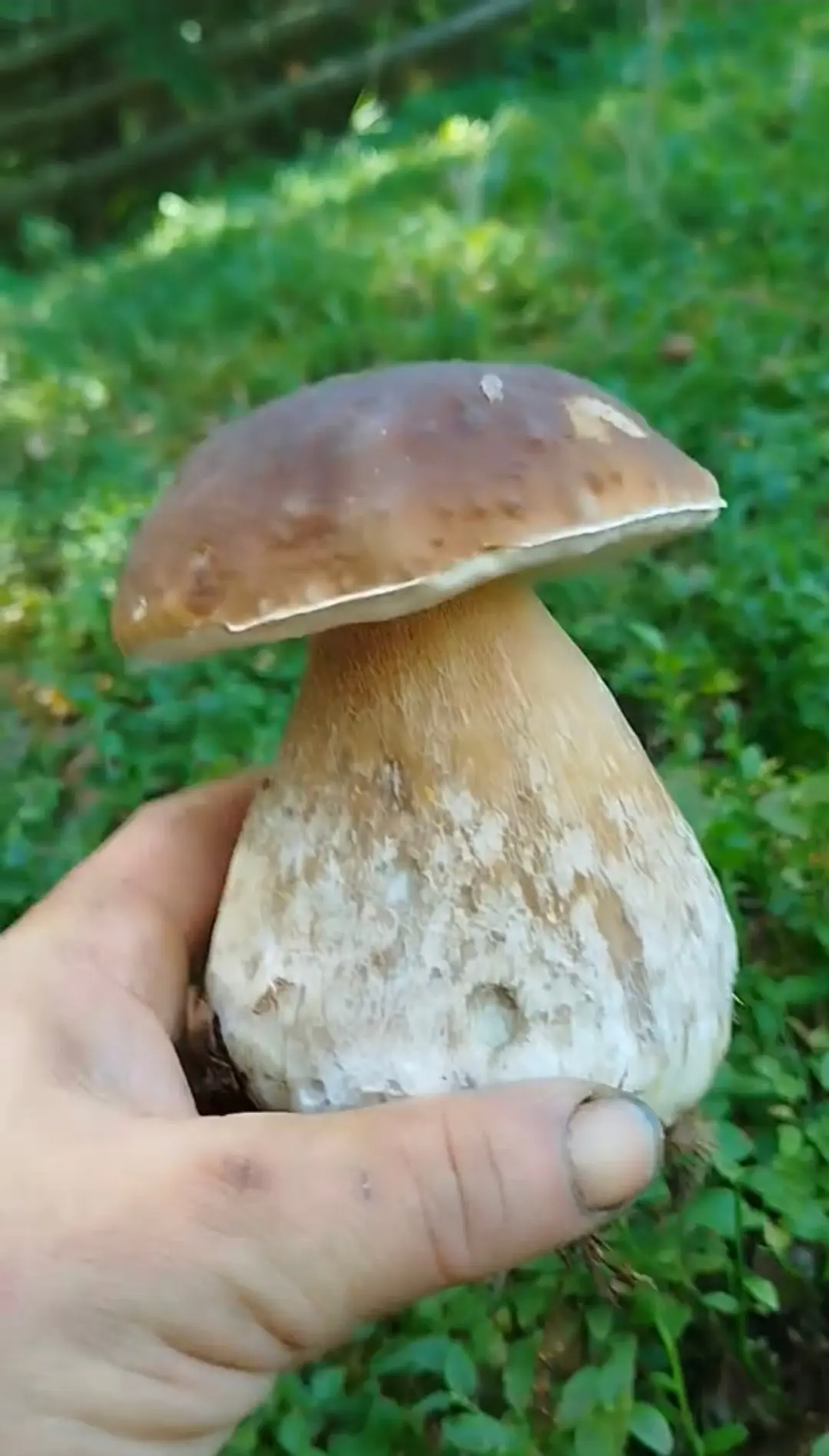 🌲🍄‍🟫 Тихая охота. 10 июля 2026 г. (от подписчицы)