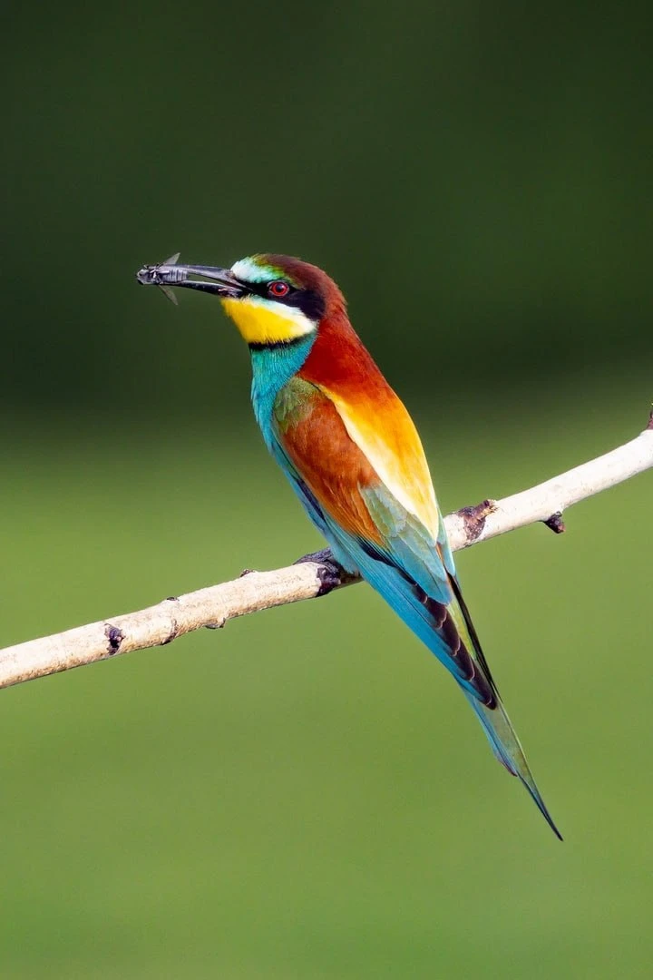🦜Новосибирский фотограф Алексей Поляков показал, как охотятся «сибирские попугаи»

Фотографу удалос