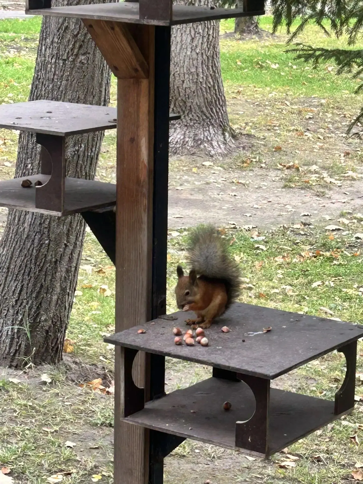 Первые приметы осени: модный приговор от рыжей красавицы! 🐿️Друзья, в парке Островског...