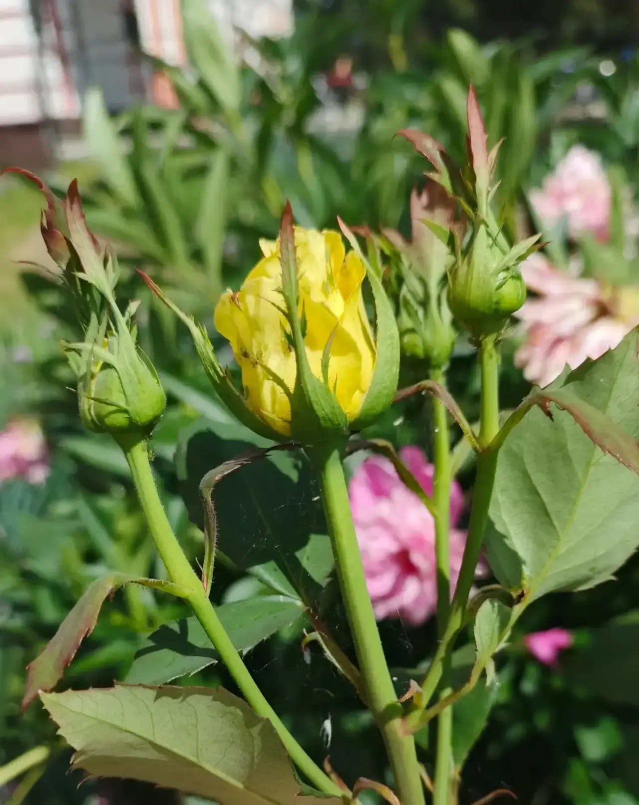 🐝Ах, пчелочка, златая, а, что же ты жужжишь, жужжишь?🐝

Наши пчёлки работают, жужжат и приносят кр