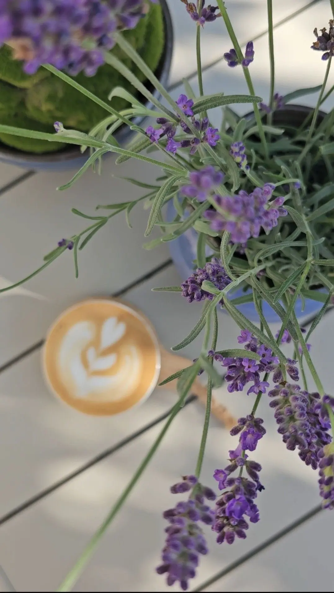 Доброе лавандовое утро 🌱💜