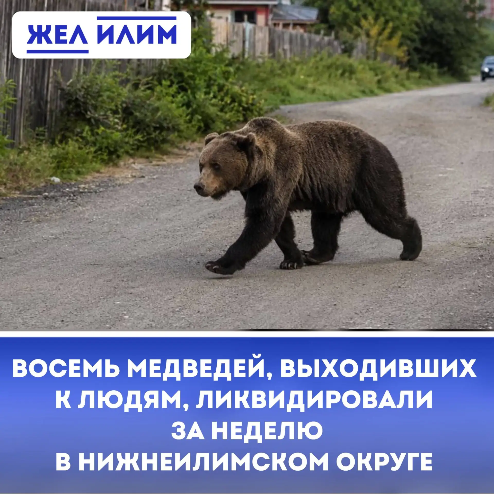 🐻 Восемь медведей, выходивших к людям, ликвидировали за неделю в Нижнеилимском округе
