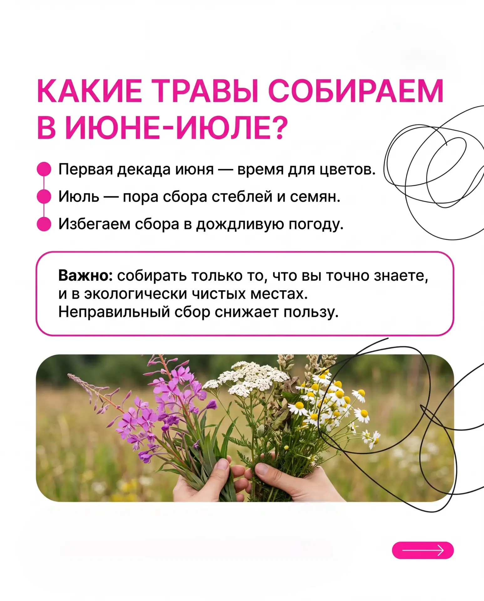 🌿 Что собирать в июне и июле для здоровья?

Лето - лучшее время для заготовки целебных трав. Именно