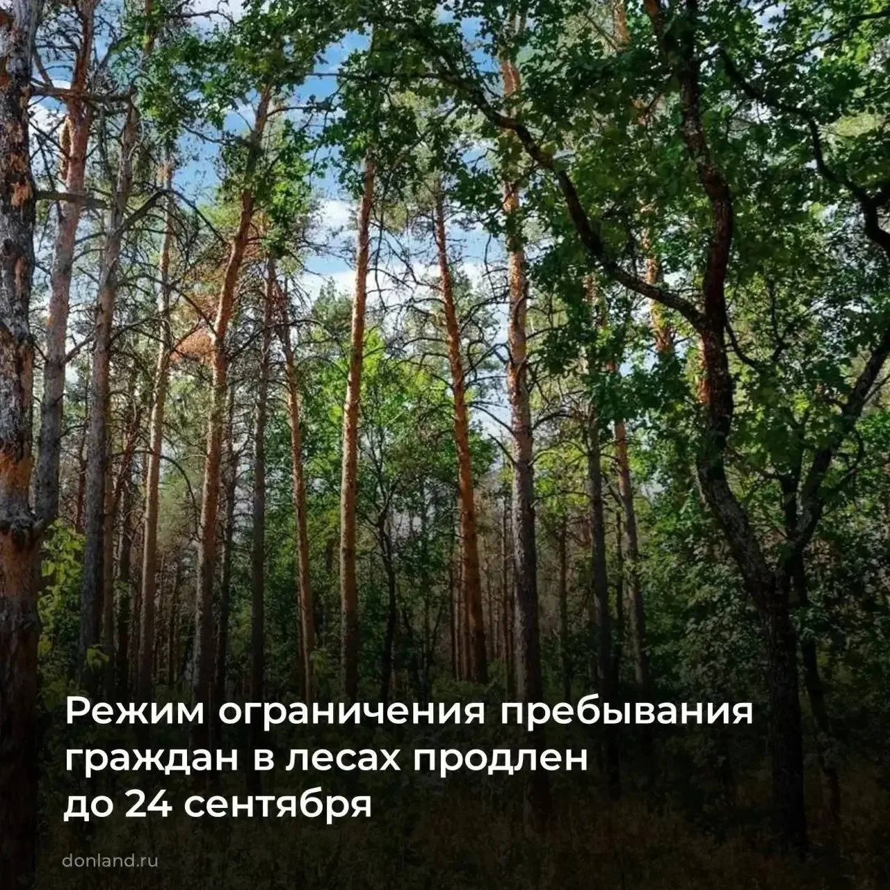 🌲Режим ограничения пребывания граждан и въезда в леса Ростовской области продлен до 24...