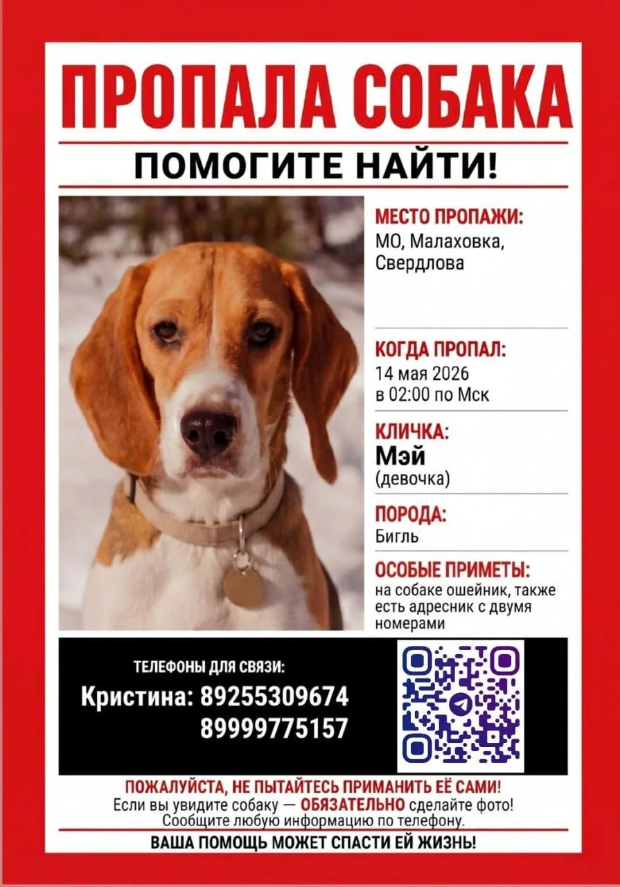 🚨 СРОЧНО! ПРОПАЛА СОБАКА! 🚨  Потерялась Мэй — бигль, девочка.   На ней ошейник и адресник.  📍 Район 