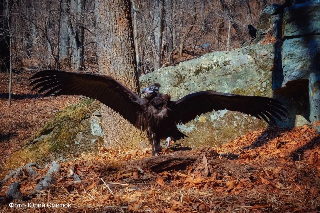 Пакуем чемоданы, ребята, отпуск закончился! 🦅  Лето, солнце, жара — сказка, но не для чёрных грифов.