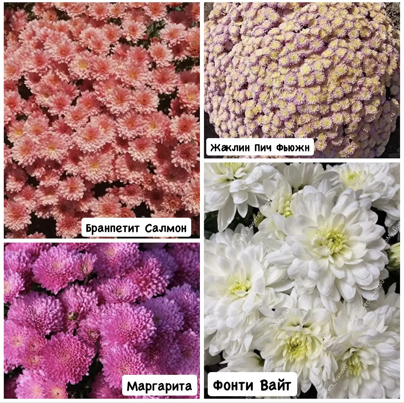 ОПТОВОЕ ПРЕДЛОЖЕНИЕ ПО ХРИЗАНТЕМЕ МУЛЬТИФЛОРЕ🌸