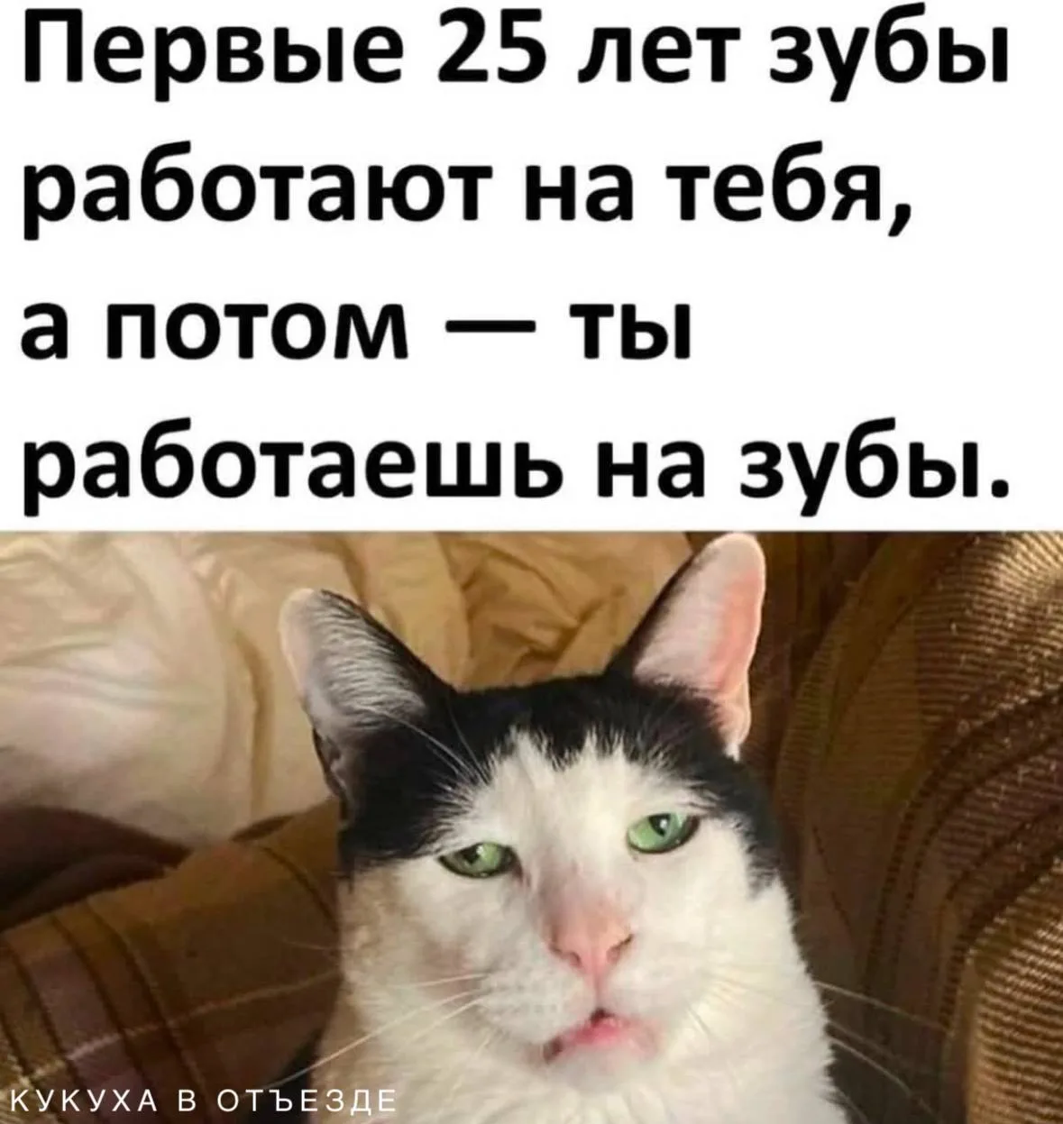 Кукуха в отъезде 🐦