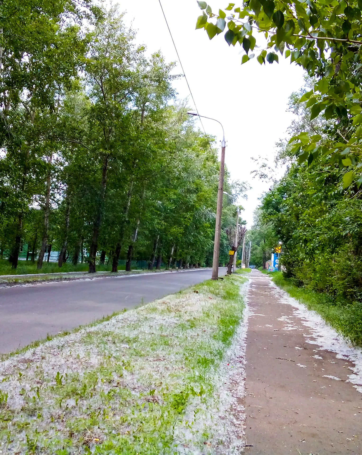 До 1950-х годов тополиного пуха в наших городах не было.

После войны Москву и другие крупные города