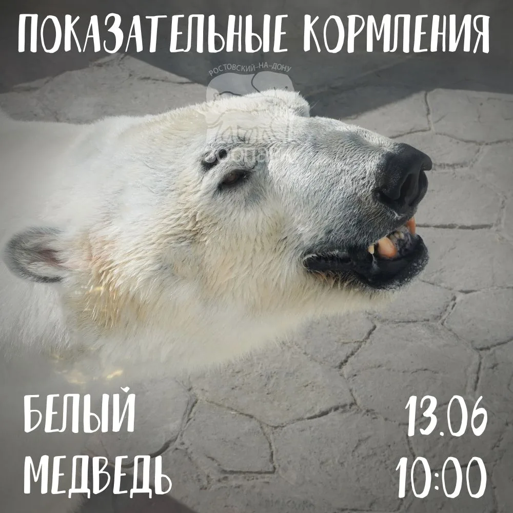 🌟 Белый медведь Айон, капибара Елисей и слоны Юма, Синта, Ситара - сегодня примы нашего зоопарка!

