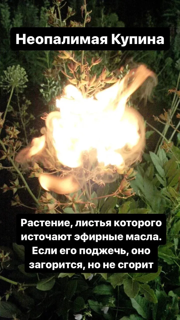 Что за Неопалимая Купина?