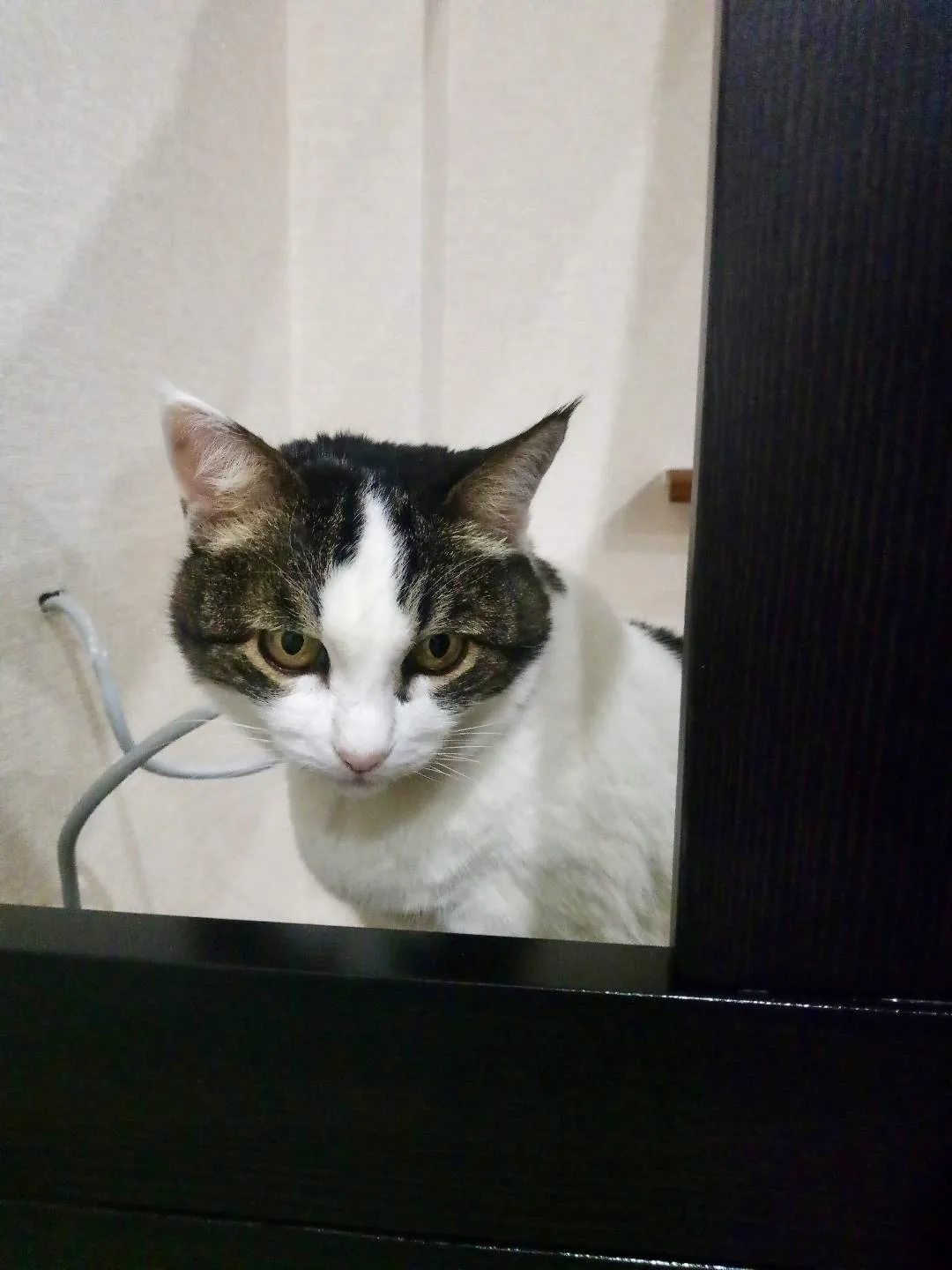 Ору 🤣   Мастер, который устанавливал нам мебель крупную и мелкую 5 лет назад, прислал сегодня фото: 