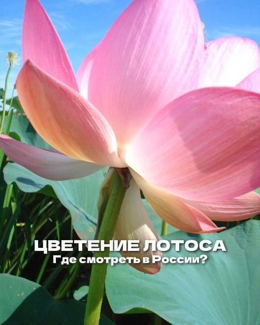 🪷 Поза Доза лотоса