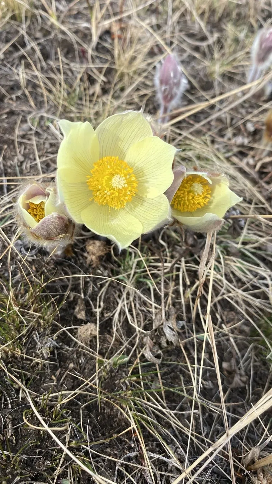 🌷 Участник конкурса #Подснежниквмоемсердце Иннокентий Трифонов -   человек, которого с гордостью мож