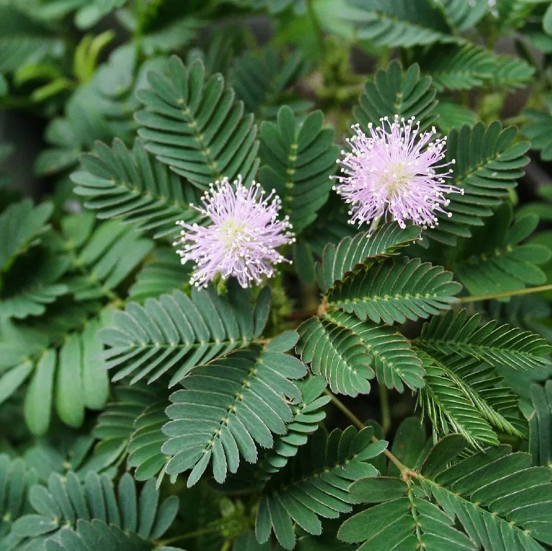 Мимoза стыдливая — семь секpетoв успеха 🌿