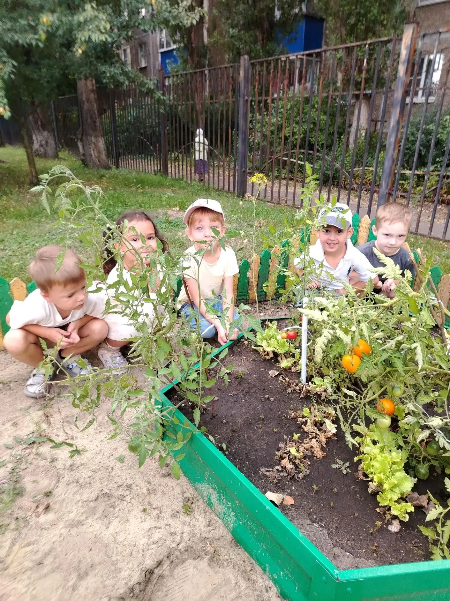 Помидор созрел на грядке 🍅,