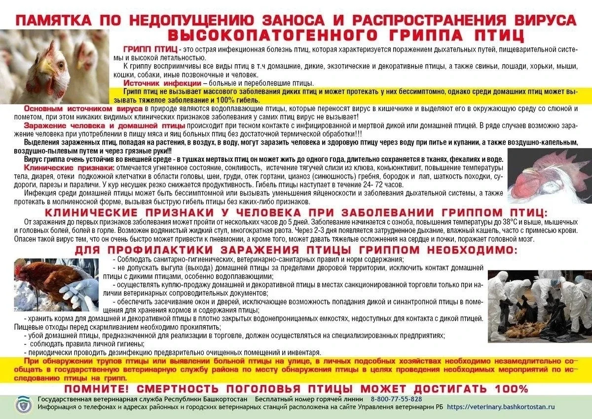 ⚠️Грипп птиц - острая вирусная болезнь, характеризующаяся поражением легочной и пищевар...
