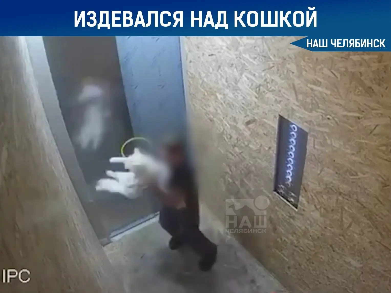 🐈 В челябинском ЖК ребенок издевался над кошкой