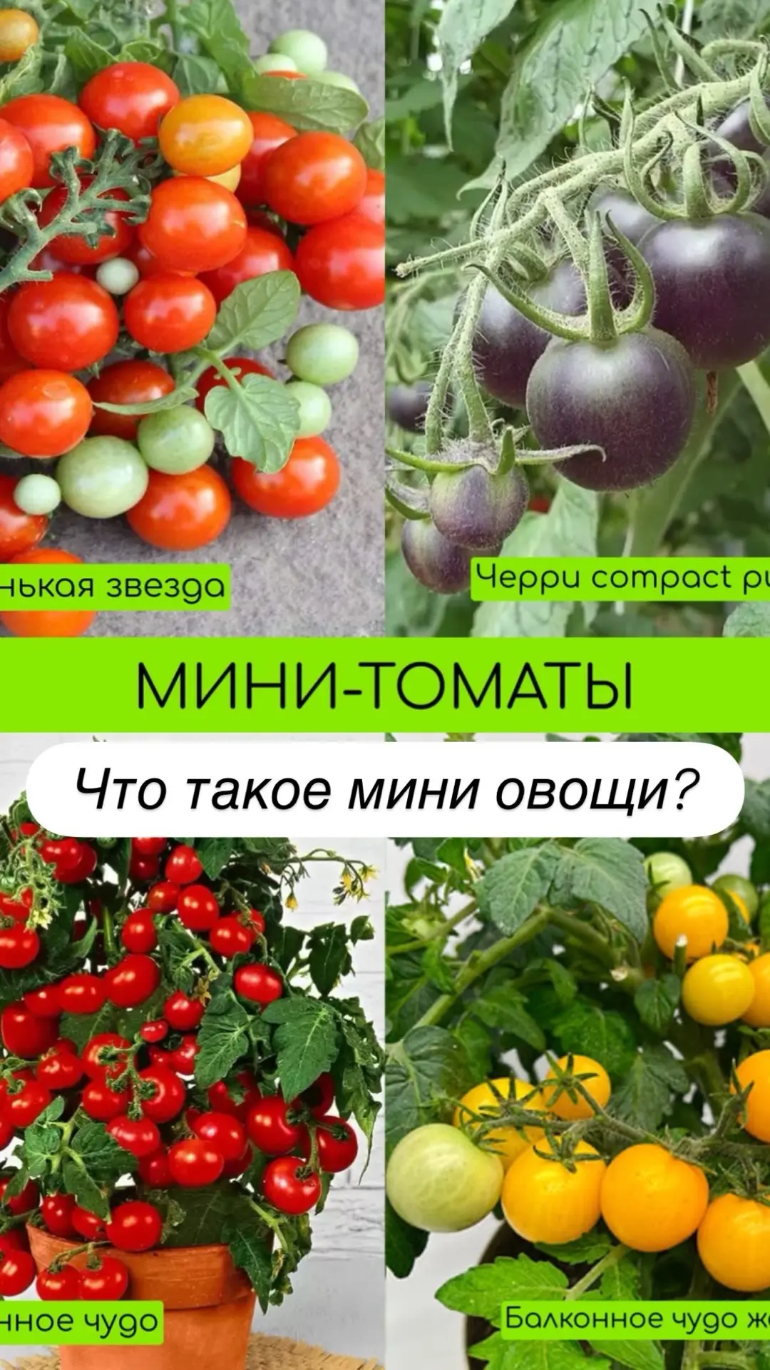 Огород в горшках! ⠀ Если нет места для огорода, закончилось место на грядках или хотите добавить ово