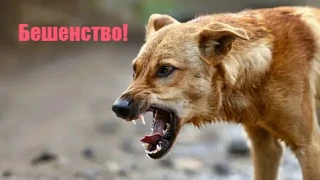 Бешенство — опасное заболевание, которое нельзя вылечить, но можно профилактировать с п...