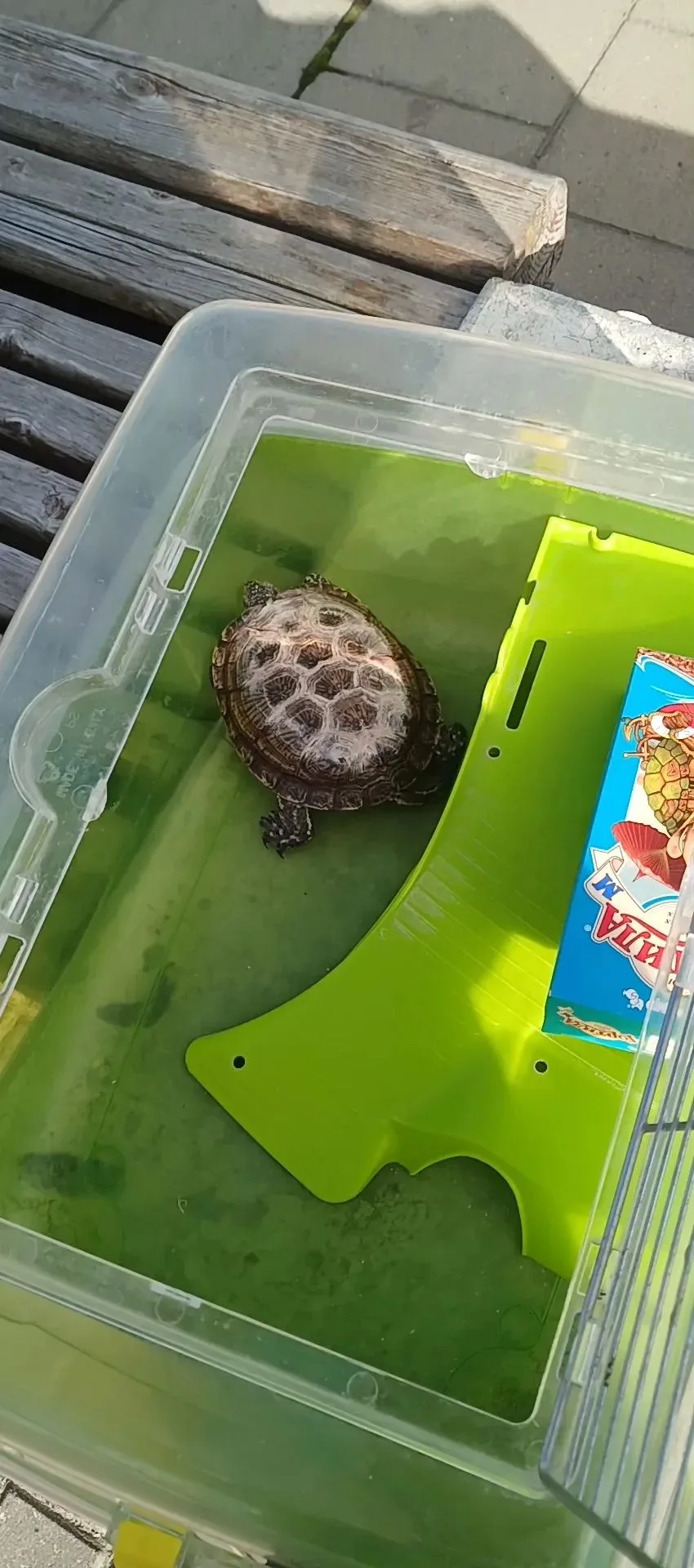 🐢💔 Спасение болотной черепахи, или 15 лет в аду