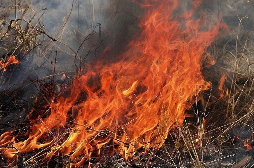 🌲 Лето на природе: напоминаем о безопасности