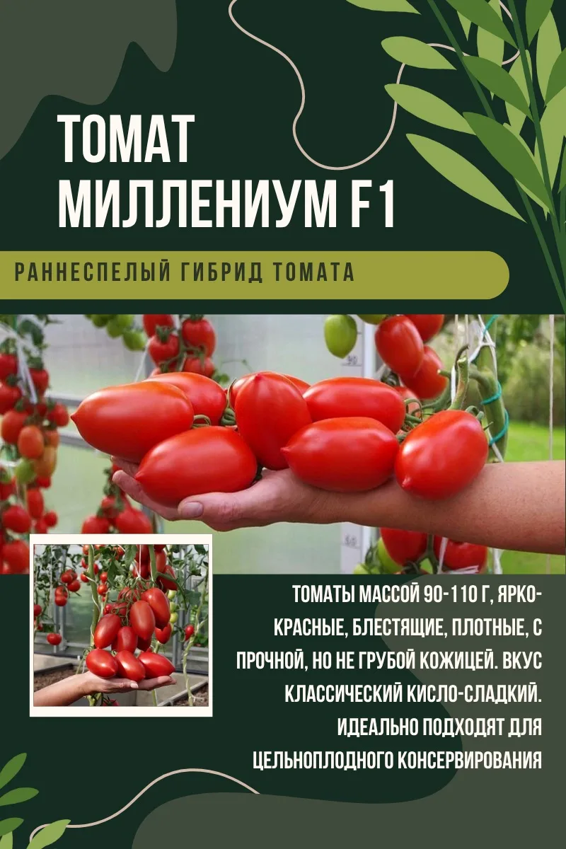 🍅 ТОМАТЫ ДЛЯ КОНСЕРВАЦИИ: ПЛОТНЫЕ И УРОЖАЙНЫЕ СОРТА Если вы делаете заготовки, то точно знаете — не 