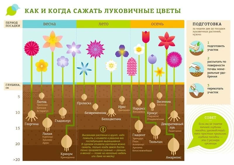 Как и когда сажать луковичные?

Большинство луковичных цветов не боится снижения температуры, поэтом