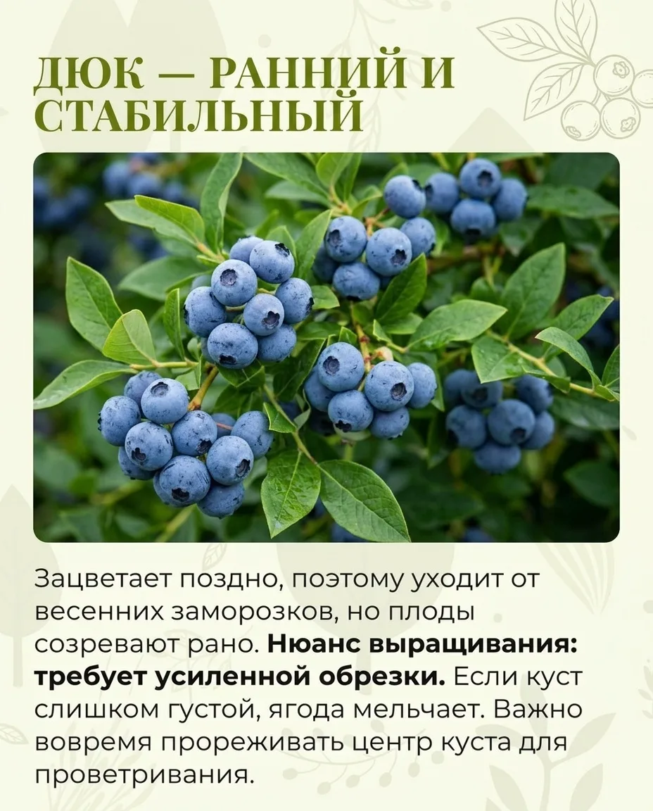 Как создать условия для обильного урожая голубики