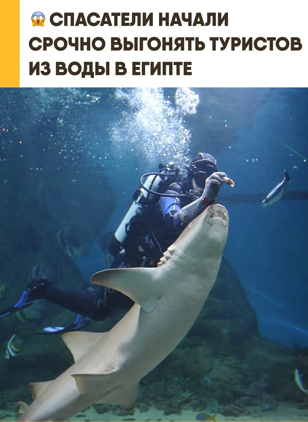 В Египте экстренно отменили все популярные морские экскурсии.
