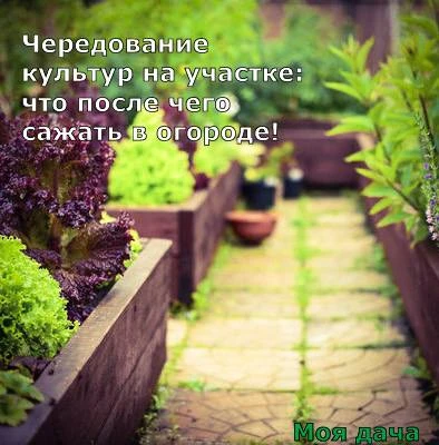 Чередование культур на участке: что после чего сажать в огороде 🌼

Грамотный севооборот — залог здо