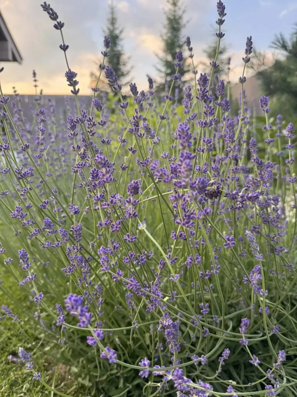 Оренбург цветет и пахнет 😉