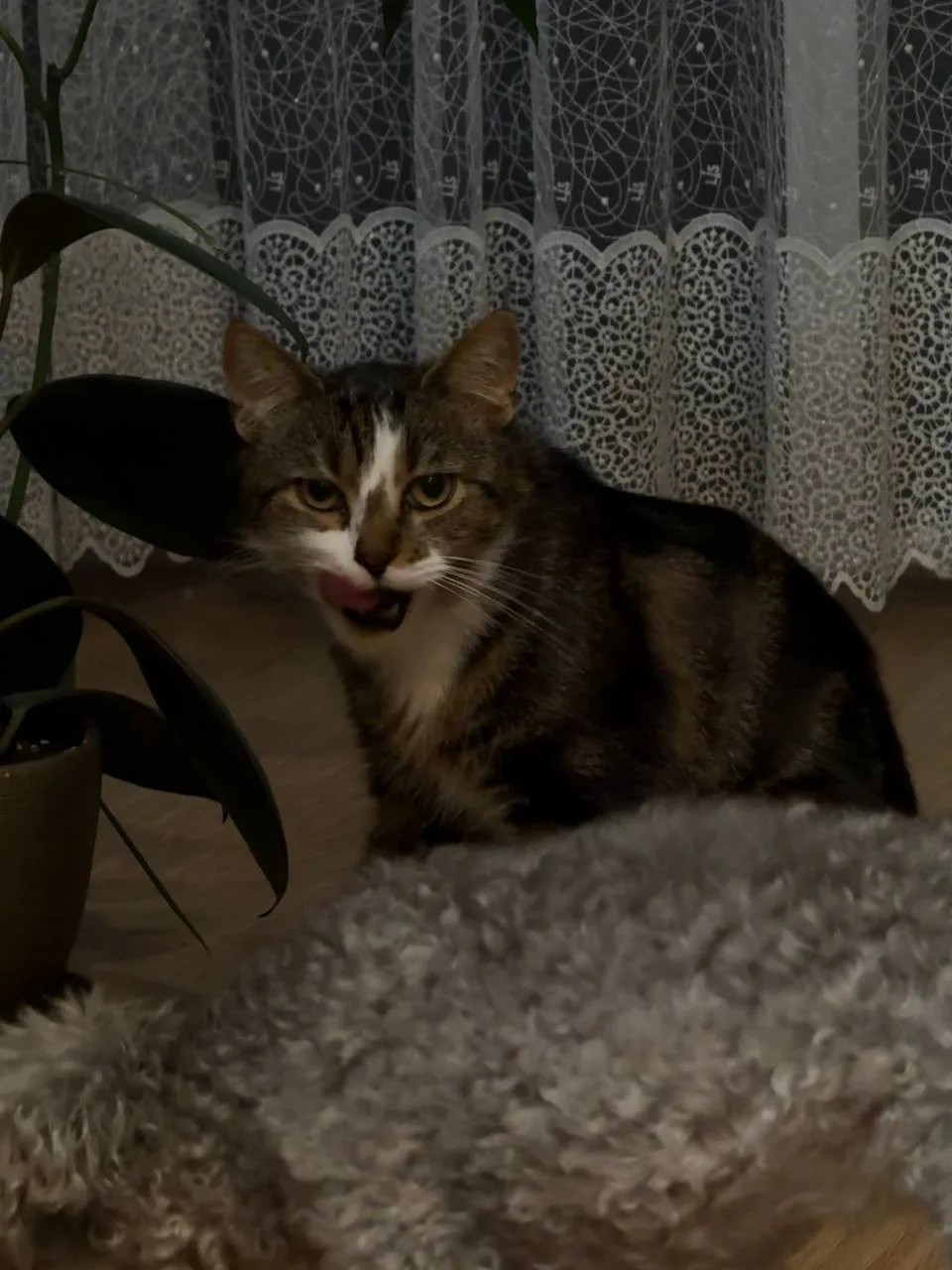 🐱 Коту из Симферополя ищут новую семью