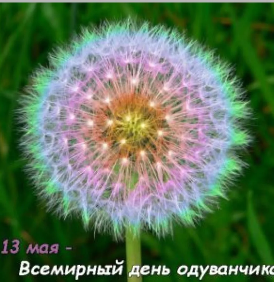 У природы есть свои праздники. Один из них отмечается 13 мая - Всемирный день одуванчик...