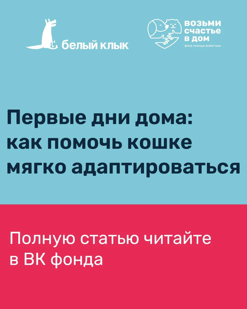 Первые дни дома: как помочь кошке мягко адаптироваться