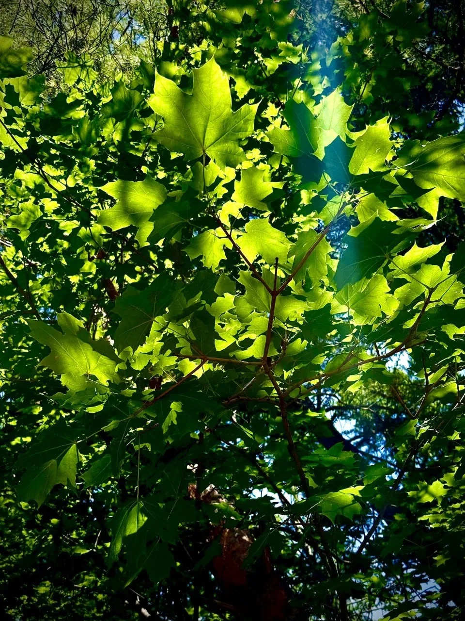 🌿 Добрый день, Орджоникидзевский!
Хәйерле көн, #Орджоникидзерайоны!