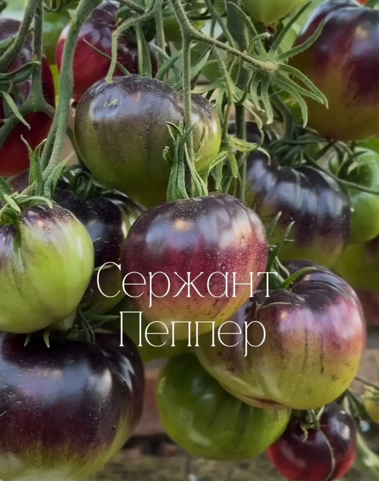 Вот эти сорта томатов всем очень рекомендую посадить в следующем году!